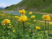 53 Trollius europaeus (Botton d'oro) al Lago Branchino 